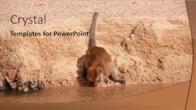  Presentation with monkey - Presentation design featuring monkey drinking from the creek background and a lemonade colored foreground