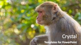  Presentation with kathmandu - PPT theme with macaque monkey in kathmandu nepal background and a dark gray colored foreground