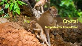  Presentation with monkey - Theme consisting of macaque monkey in widelife thailand background and a tawny brown colored foreground