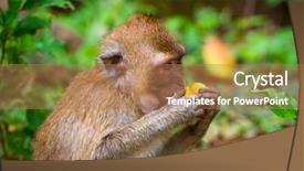  Presentation with monkey - PPT theme having macaque monkey in widelife thailand background and a coral colored foreground
