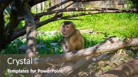  Presentation with leash - Amazing PPT theme having macaque-monkey-on-a-leash backdrop and a tawny brown colored foreground