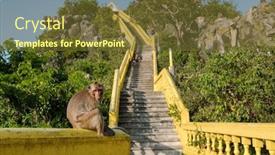  Presentation with rail - Cool new presentation design with macaque-monkey-sitting backdrop and a tawny brown colored foreground