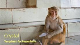  Presentation with scrolls - PPT layouts enhanced with macaque-monkey-unravels-prayer-scrolls background and a tawny brown colored foreground