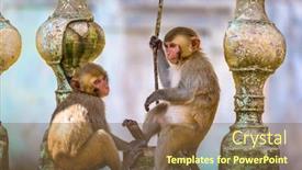  Presentation with time - PPT layouts featuring macaque-monkeys-enjoy-their-time background and a tawny brown colored foreground