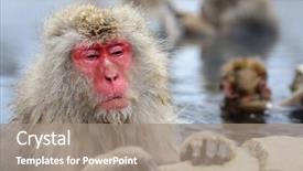  Presentation with hot spring - Colorful PPT theme enhanced with macaque relaxes in the hot backdrop and a coral colored foreground