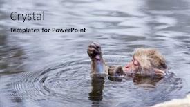  Presentation with hot springs - Beautiful slide set featuring macaques-bath-in-hot-springs backdrop and a light blue colored foreground