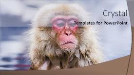  Presentation with hot springs - PPT theme with macaques bath in hot springs in nagano japan background and a light blue colored foreground