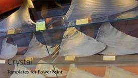  Presentation with shark - Theme having macau-april-2013-dried-shark background and a coral colored foreground