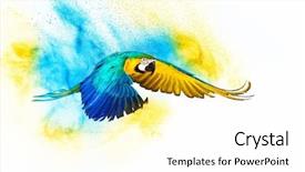  Presentation with parrot - Slides enhanced with macaw - colourful flying parrot isolated background and a white colored foreground