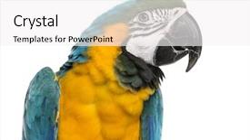  Presentation with blue gold - Presentation theme featuring araa - blue-and-gold macaw isolated on white background and a white colored foreground