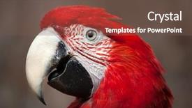  Presentation with green - Presentation design enhanced with green-winged macaw ara chloropterus background and a tawny brown colored foreground