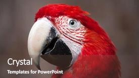  Presentation with dark green and red - Presentation theme featuring green-winged macaw ara chloropterus background and a tawny brown colored foreground