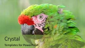  Presentation with antenna military radar - PPT theme enhanced with military macaw ara militaris mexicana background and a  colored foreground