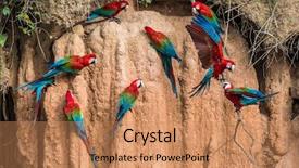  Presentation with amazon jungle - Cool new presentation theme with macaws in clay lick backdrop and a coral colored foreground