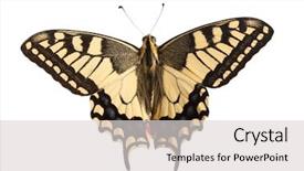  Presentation with inca machu picchu peru view - Slides featuring machaon butterfly with open wings background and a light gray colored foreground