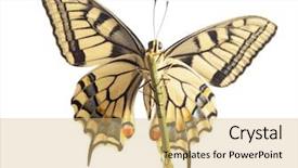  Presentation with butterfly - Colorful slide set enhanced with machaon butterfly with open wings backdrop and a yellow colored foreground