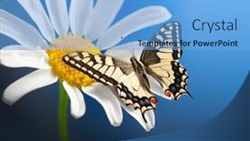  Presentation with wild sex - Amazing slide deck having machaon-butterfly-with-open-wings backdrop and a light blue colored foreground