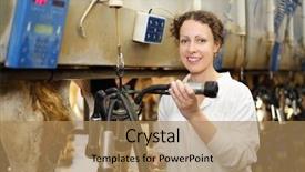  Presentation with holstein cows at dairy farm - Colorful PPT theme enhanced with machine for milking of cow backdrop and a coral colored foreground