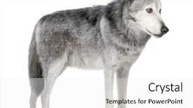  Presentation with wolf - Presentation having wolf 8 years - canis lupus background and a white colored foreground
