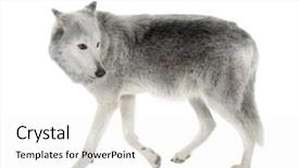  Presentation with wolf - Slides consisting of mackenzie valley wolf 8 years - canis lupus occidentalis in front of a white background background and a white colored foreground