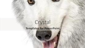  Presentation with wolf - Presentation theme featuring mackenzie-valley-wolf-8-years background and a lemonade colored foreground