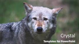  Presentation with wolf - Slides with mackenzie-valley-wolf-canis-lupus background and a dark gray colored foreground