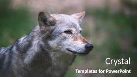  Presentation with wolf - Colorful theme enhanced with mackenzie-valley-wolf-canis-lupus backdrop and a dark gray colored foreground