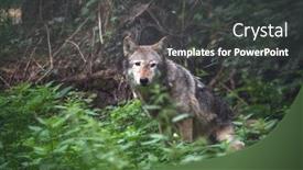  Presentation with hidden - Beautiful slide deck featuring mackenzie-valley-wolf-canis-lupus backdrop and a dark gray colored foreground