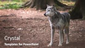  Presentation with wolf - PPT layouts featuring mackenzie-valley-wolf-canis-lupus background and a violet colored foreground