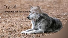  Presentation with wolf - PPT layouts having mackenzie-valley-wolf-canis-lupus background and a  colored foreground