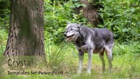  Presentation with wolf - PPT theme enhanced with mackenzie-valley-wolf-canis-lupus background and a  colored foreground