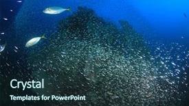  Presentation with sardines - Cool new presentation theme with mackerel fish hunting sardines backdrop and a  colored foreground