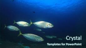  Presentation with fish tuna - Amazing slides having mackerel fish hunting sardines backdrop and a  colored foreground