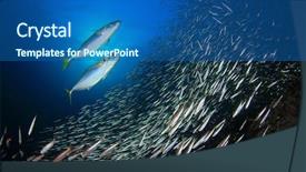  Presentation with sardines - Colorful presentation theme enhanced with mackerel fish hunting sardines backdrop and a ocean colored foreground