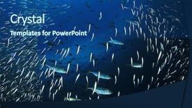  Presentation with fish ocean - Cool new PPT theme with mackerels hunting them in ocean backdrop and a  colored foreground