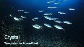  Presentation with fish ocean - Presentation theme featuring mackerels hunting them in ocean background and a  colored foreground