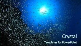  Presentation with fish ocean - Slides enhanced with mackerels hunting them in ocean background and a navy blue colored foreground