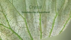  Presentation with veins - Slide deck with macro-and-focus background and a seafoam green colored foreground