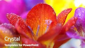 Presentation with water drops - Theme consisting of macro background crocus flowers background and a crimson colored foreground
