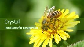  Presentation with dandelion - Amazing presentation having macro bee on yellow dandelion backdrop and a tawny brown colored foreground