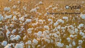  Presentation with plant harvest - Presentation theme enhanced with macro close ups of plant background and a coral colored foreground