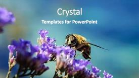  Presentation with pollen - Audience pleasing slide deck consisting of macro closeup bee harvesting pollen backdrop and a teal colored foreground