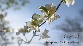  Presentation with white flowers - Presentation design enhanced with macro-closeup-of-blooming-apple background and a light blue colored foreground