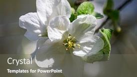  Presentation with apple tree golden - Theme featuring macro-closeup-of-blooming-apple background and a gray colored foreground