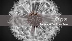  Presentation with black seed - Cool new slide deck with macro closeup of dandelion seed head over black background backdrop and a gray colored foreground