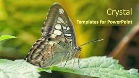  Presentation with leaf pathogen - Amazing PPT layouts having macro-detail-of-a-butterfly backdrop and a tawny brown colored foreground