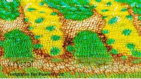  Presentation with skin - Presentation theme consisting of macro-detail-of-a-veiled background and a gold colored foreground