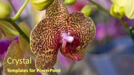  Presentation with tiger - Slide set featuring macro-detail-of-beautiful-tiger background and a tawny brown colored foreground
