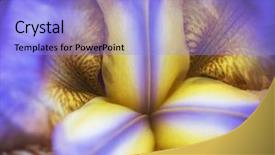  Presentation with iris - Presentation design consisting of macro detail of blood iris background and a  colored foreground