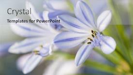  Presentation with lilac flower - Beautiful PPT layouts featuring macro detail of small crocus like blooming flower in white and lilac backdrop and a light blue colored foreground
